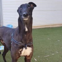 Photo of Dudley