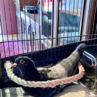 Photo of Monkey 