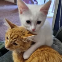 Photo of Finnick 💙