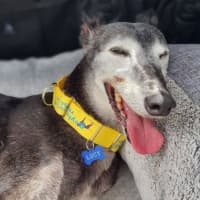 Photo of Lucy Lou The Greyhound