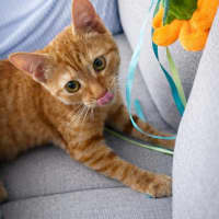 Photo of Pumpkin Pie