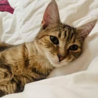 Photo of Chloe   Located In Wallan