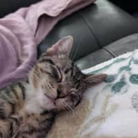 Photo of Murray Meet Me@Petstock Mornington Nepean Hwy