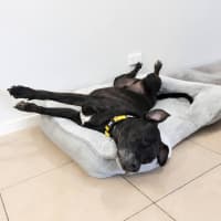 Photo of Ace