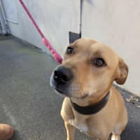 Photo of Apple Crumble