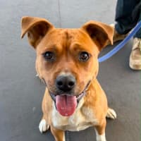 Photo of Brutus *$350 Adoption Fee* 