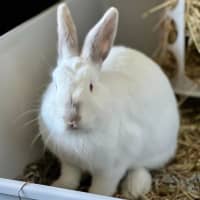 Photo of Stuart Little