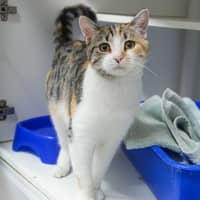 Photo of Mau Mau