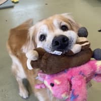 Photo of Archie