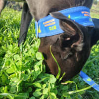 Photo of Brockie 