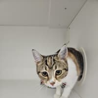 Photo of Pearl