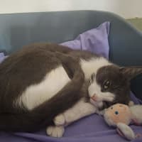 Photo of Misty