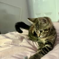 Photo of Poppy