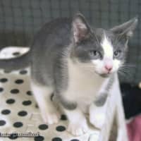 Photo of Cookie