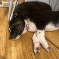 Photo of Taz   8 Week Old Cattle Dog X Kelpie