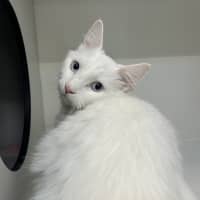 Photo of Ghostie