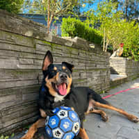 Photo of Draco