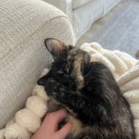 Photo of Meeko
