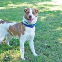 Photo of Buddy Nee Bear