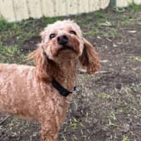 Photo of Charlie