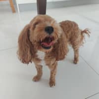 Photo of Sherlock And Willow Picton