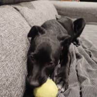 Photo of Nimona   4 Month Old Kelpie X (Trial)