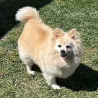 Photo of Daisy   12 Year Old Pomeranian 