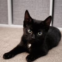 Photo of Leo And Luna 