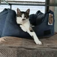 Photo of Lobo (Aka Obie)💗