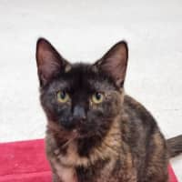 Photo of Titania