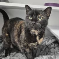 Photo of Coco