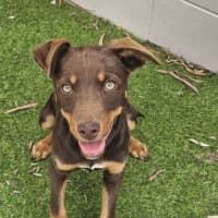 Photo of Brandy