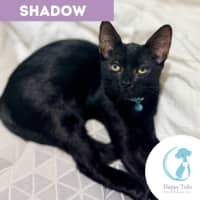 Photo of Shadow