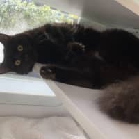 Photo of Sooty