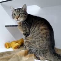 Photo of Reggie Sua015204