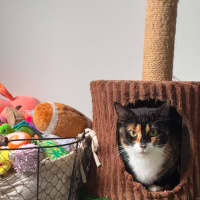 Photo of Smudges