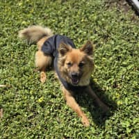 Photo of Ace