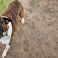 Photo of Ralphy