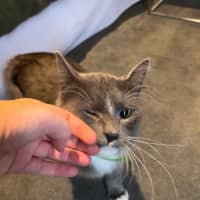 Photo of Professor Pringle