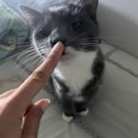 Photo of Flora *9 Lives Project Rescue*