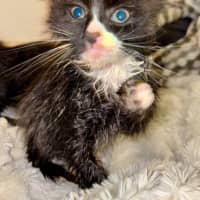 Photo of Fluoxetine Aka Flux