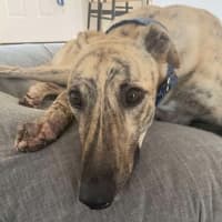 Photo of Bear, The Greyhound