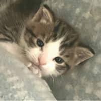 Photo of 🐾 Phoenix 🐾