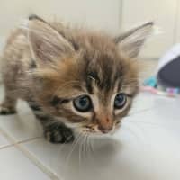 Photo of Rosa (Maisy)