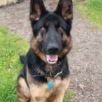 Photo of Rex