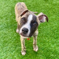 Photo of Adorable Pj