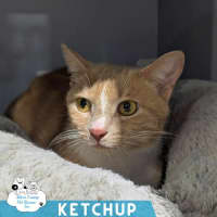 Photo of Ketchup