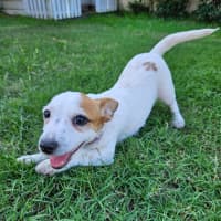 Photo of Sassi   10 Week Old Jack Russell X Fox Terrier