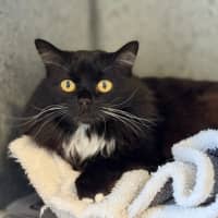 Photo of Kitty 