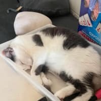 Photo of Pearl